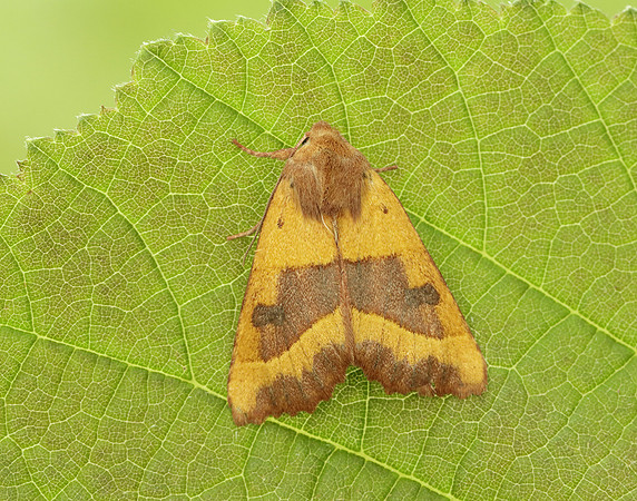 73.219 BF2269 Centre-barred Sallow Atethmia centrago