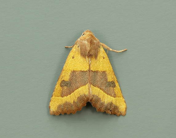 73.219 BF2269 Centre-barred Sallow Atethmia centrago