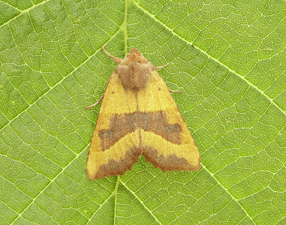 73.219 BF2269 Centre-barred Sallow Atethmia centrago