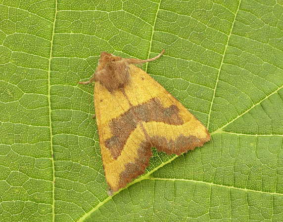 73.219 BF2269 Centre-barred Sallow Atethmia centrago