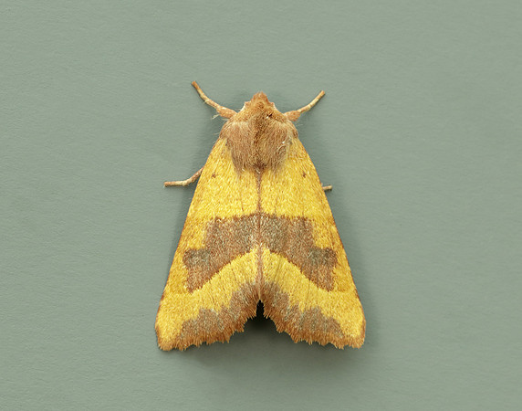 73.219 BF2269 Centre-barred Sallow Atethmia centrago