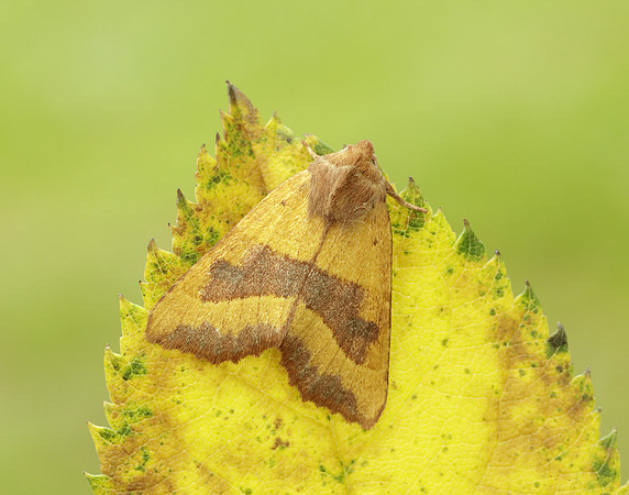 73.219 BF2269 Centre-barred Sallow Atethmia centrago