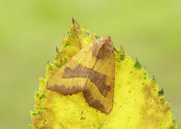 73.219 BF2269 Centre-barred Sallow Atethmia centrago