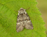 73.220 BF2225 Minor Shoulder-knot Brachylomia viminalis