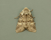 73.220 BF2225 Minor Shoulder-knot Brachylomia viminalis
