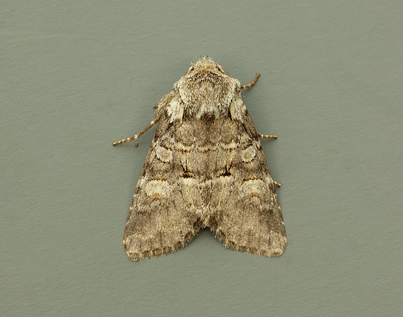 73.220 BF2225 Minor Shoulder-knot Brachylomia viminalis