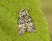 73.220 BF2225 Minor Shoulder-knot Brachylomia viminalis
