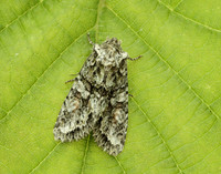 73.225 BF2248 Brindled Green Dryobotodes eremita