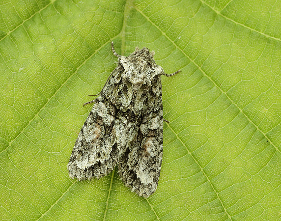 73.225 BF2248 Brindled Green Dryobotodes eremita