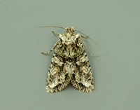 73.225 BF2248 Brindled Green Dryobotodes eremita