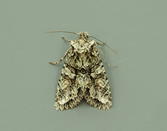 73.225 BF2248 Brindled Green Dryobotodes eremita