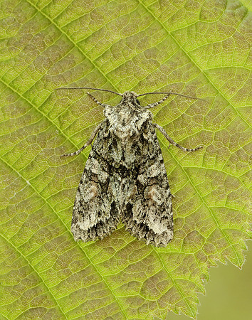 73.225 BF2248 Brindled Green Dryobotodes eremita