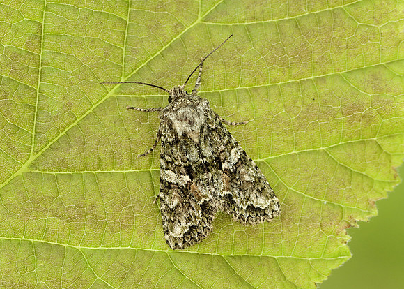 73.225 BF2248 Brindled Green Dryobotodes eremita