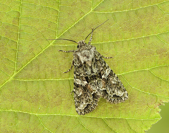 73.225 BF2248 Brindled Green Dryobotodes eremita