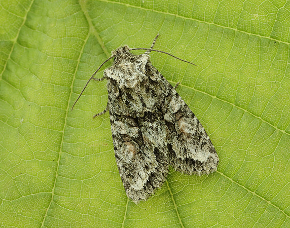 73.225 BF2248 Brindled Green Dryobotodes eremita