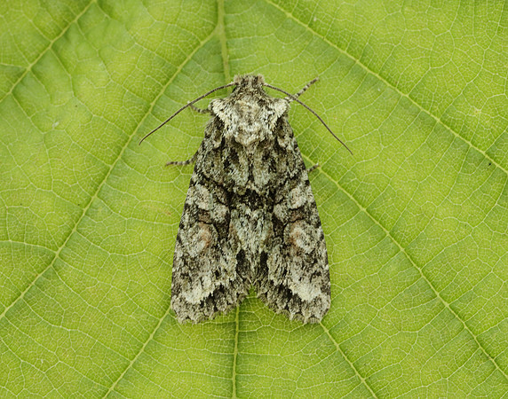 73.225 BF2248 Brindled Green Dryobotodes eremita