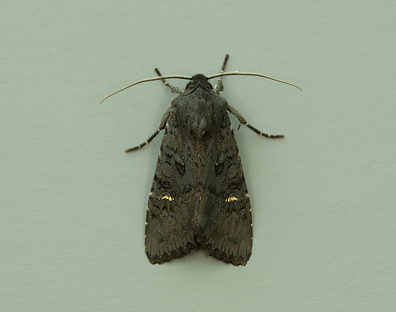 73.233 BF2232 Black Rustic Aporophyla nigra