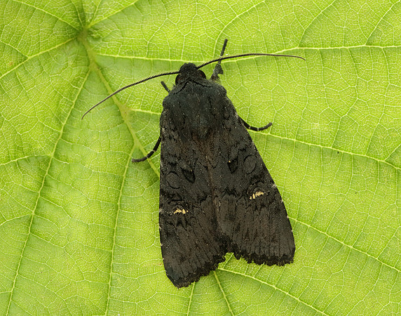 73.233 BF2232 Black Rustic Aporophyla nigra