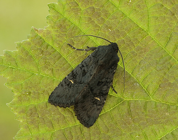 73.233 BF2232 Black Rustic Aporophyla nigra