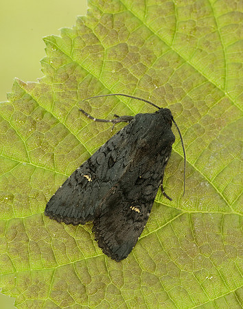 73.233 BF2232 Black Rustic Aporophyla nigra