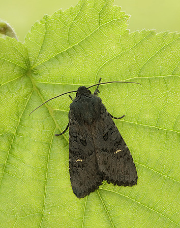 73.233 BF2232 Black Rustic Aporophyla nigra