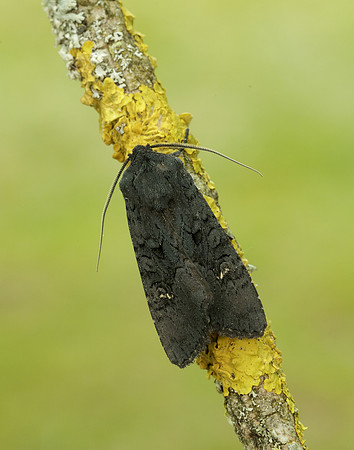 73.233 BF2232 Black Rustic Aporophyla nigra