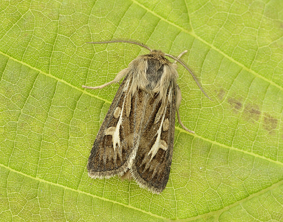 73.254 BF2176 Antler Moth Cerapteryx graminis