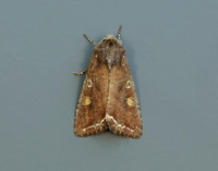 73.267 BF2160 Bright-line Brown-eye Lacanobia oleracea