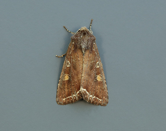 73.267 BF2160 Bright-line Brown-eye Lacanobia oleracea