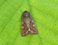73.267 BF2160 Bright-line Brown-eye Lacanobia oleracea