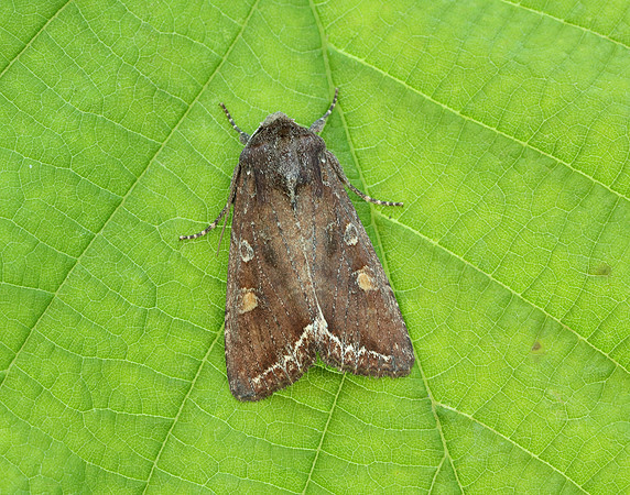 73.267 BF2160 Bright-line Brown-eye Lacanobia oleracea