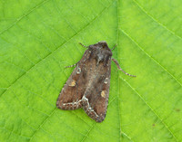73.267 BF2160 Bright-line Brown-eye Lacanobia oleracea