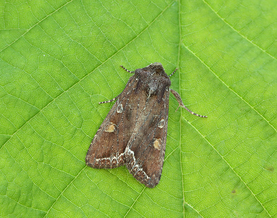 73.267 BF2160 Bright-line Brown-eye Lacanobia oleracea