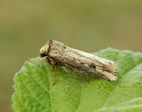 73.328 BF2098 Flame Axylia putris