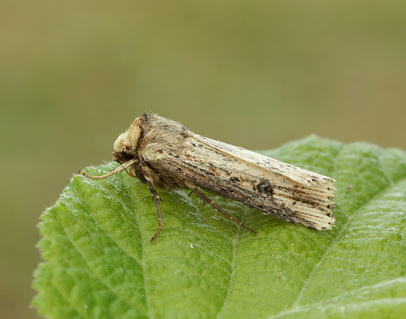73.328 BF2098 Flame Axylia putris