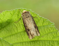 73.328 BF2098 Flame Axylia putris