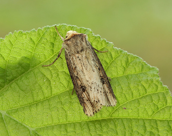73.328 BF2098 Flame Axylia putris