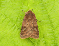 73.334 BF2123 Small Square-spot Diarsia rubi