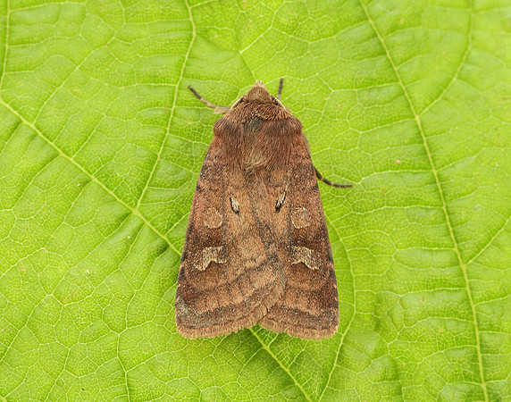 73.334 BF2123 Small Square-spot Diarsia rubi