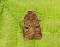 73.334 BF2123 Small Square-spot Diarsia rubi