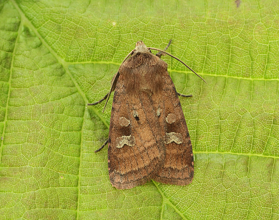 73.334 BF2123 Small Square-spot Diarsia rubi