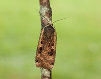 73.342 BF2107 Large Yellow Underwing Noctua pronuba