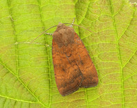 73.346 BF2112 Least Yellow Underwing Noctua interjecta