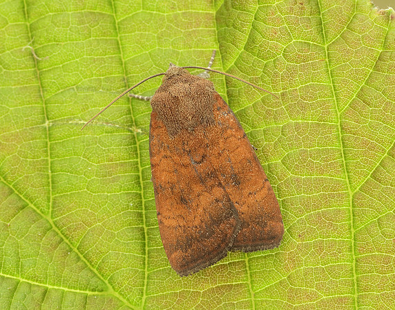73.346 BF2112 Least Yellow Underwing Noctua interjecta