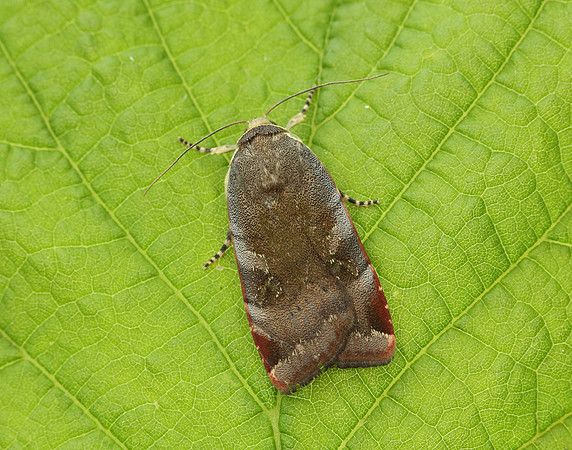 73.348 BF2111 Lesser Broad-bordered Yellow Underwing Noctua jant