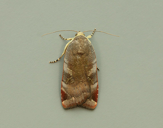 73.348 BF2111 Lesser Broad-bordered Yellow Underwing Noctua jant