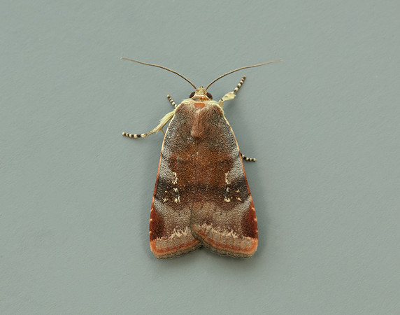 73.348 BF2111 Lesser Broad-bordered Yellow Underwing Noctua jant