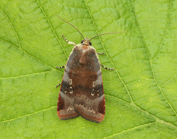 73.348 BF2111 Lesser Broad-bordered Yellow Underwing Noctua jant
