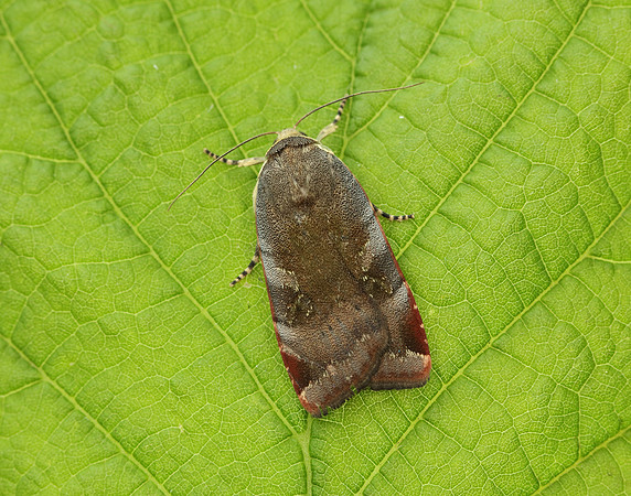 73.348 BF2111 Lesser Broad-bordered Yellow Underwing Noctua jant