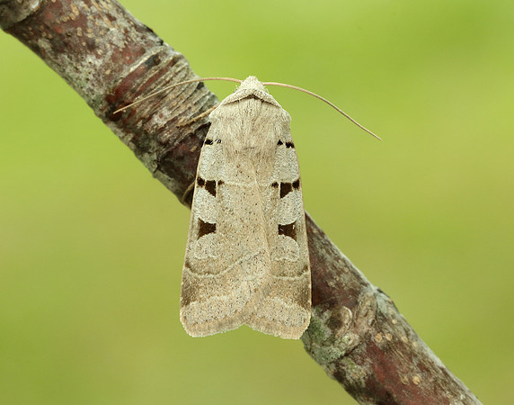 73.365 BF2117 Autumnal Rustic Eugnorisma glareosa